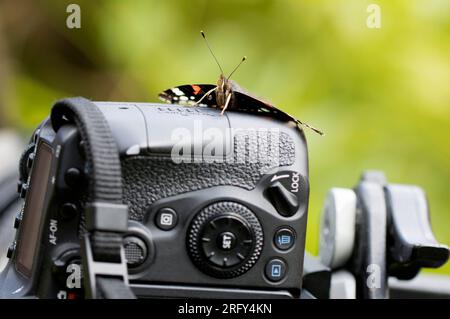 Red Admiral Butterfly with Coiled Proboscis on DSLR Canon 90D. Foto Stock