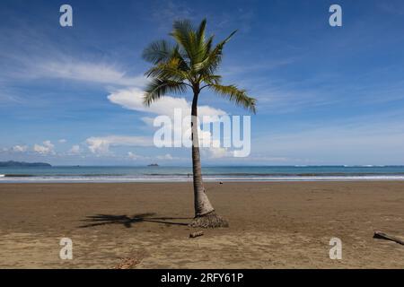 Una palma solitaria sulla spiaggia nel Parco Nazionale Marino Ballena, Costa Rica Foto Stock