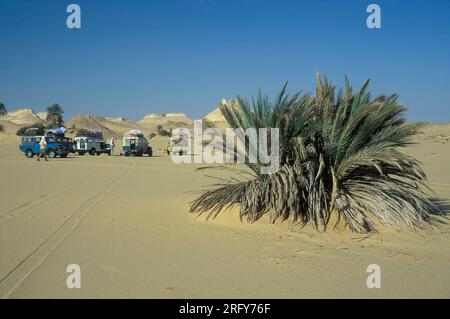 Un tour turistico con le automobili in un'oasi nel paesaggio e nella natura nel deserto bianco vicino al villaggio di Farafra nel deserto libico o occidentale di Egy Foto Stock