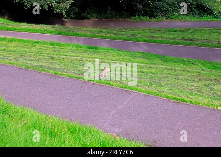 Piccolo scoiattolo grigio singolo in grande spazio aperto, Brandon Hill Park, Bristol. Agosto 2023. Estate. Sciurus carolinensis. Foto Stock