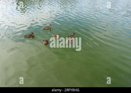 Anatre che nuotano nel lago contaminato da alghe verdi-blu Foto Stock
