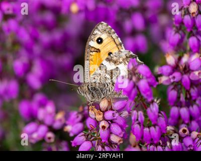 Grayling Butteffly che dà da mangiare a Bell Heather Foto Stock