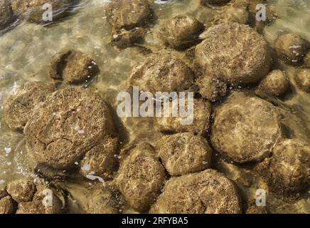 Thrombolites - strutture di accrezione coagulata formate in acque poco profonde dalla cattura, legatura e cementazione di grani sedimentari da biofilm di Foto Stock