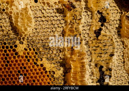 Apicoltura o apicoltura, cura delle api, lavorazione del miele, apiario (anche apicoltura) con alveari e apicoltori attivi nell’entroterra australiano, Foto Stock