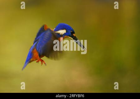 Azure Kingfisher - uccello Ceyx azureo molto colorato, blu profondo e azzurro sul retro, bianco a macchia sul lato, Australia settentrionale e orientale e Tasma Foto Stock