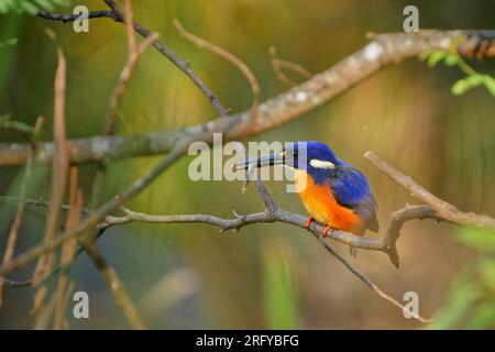 Azure Kingfisher - uccello Ceyx azureo molto colorato, blu profondo e azzurro sul retro, bianco a macchia sul lato, Australia settentrionale e orientale e Tasma Foto Stock