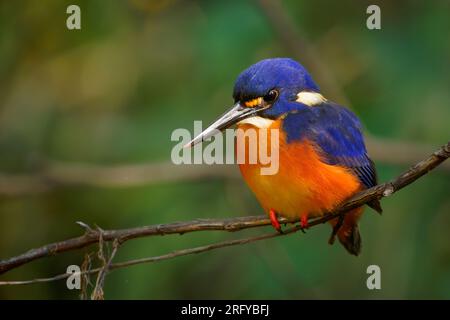 Azure Kingfisher - uccello Ceyx azureo molto colorato, blu profondo e azzurro sul retro, bianco a macchia sul lato, Australia settentrionale e orientale e Tasma Foto Stock