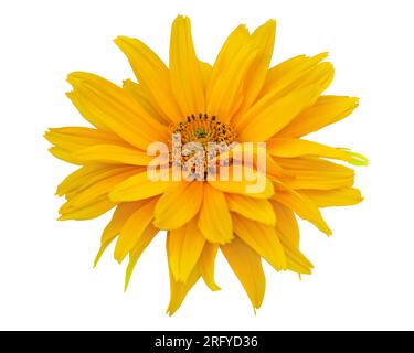 Fioritura di girasole gialli isolati su sfondo bianco per fotografie macro. Fiore ruvido del bue da giardino con petali gialli in estate, primo piano Foto Stock