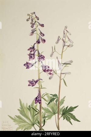 Larkspur (Delphinium elongatum) 1920 di Mary Vaux Walcott Foto Stock