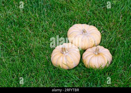 Tre zucche sul prato verde Foto Stock