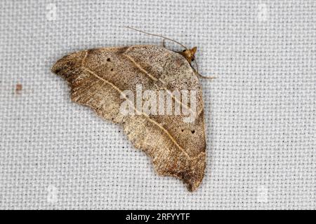 Una falena (Laspeyria flexula) seduta sulla tenda della finestra attirata dalla luce nella casa. Foto Stock