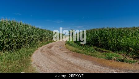 Strada di campagna tra campi di mais con cielo estivo blu. Paesaggio di campagna della Pianura Padana in Piemonte, Italia Foto Stock