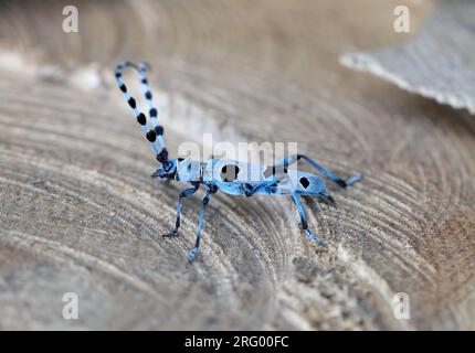 Rosalia Longicorn (Rosalia alpina). Una femmina che depone uova sul tronco di un faggio nel Parco Nazionale naturale, in Polonia, sui Monti Bieszczady. Foto Stock