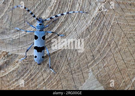 Rosalia Longicorn (Rosalia alpina). Una femmina che depone uova sul tronco di un faggio nel Parco Nazionale naturale, in Polonia, sui Monti Bieszczady. Foto Stock