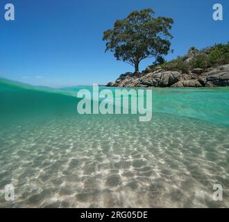 Un albero di eucalipto su una costa rocciosa dell'oceano con sabbia sott'acqua, costa atlantica in Spagna, scenario naturale, vista su e sotto la superficie dell'acqua Foto Stock