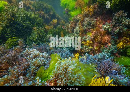 Varie alghe colorate sott'acqua nell'oceano Atlantico, scenario naturale, Spagna, Galizia, Rias Baixas Foto Stock