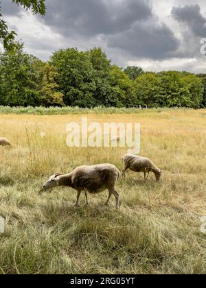 Le capre pascolano nel prato in una giornata nuvolosa Foto Stock