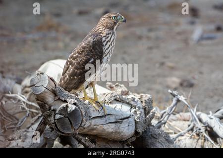 Un falco immaturo di Cooper (Accipiter cooperii) siede su un ceppo di albero. Foto Stock