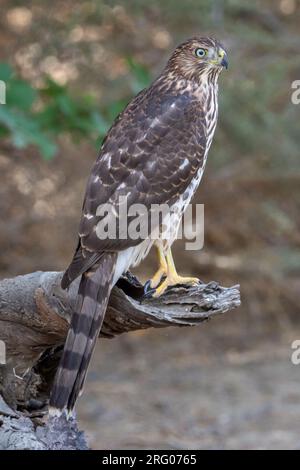 Un falco immaturo di Cooper (Accipiter cooperii) siede su un ceppo di albero. Foto Stock