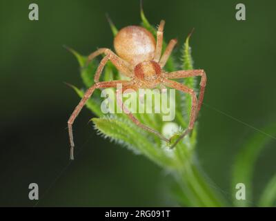 Spider identificato come Philodromus sp. - ragno di granchio Foto Stock