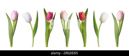 Set di bellissimi tulipani in diversi colori isolati su bianco Foto Stock