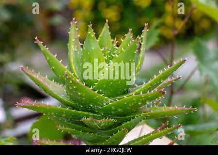 A breve lasciato Aloe, Kortbladig aloe (Aloë brevifolia) Foto Stock