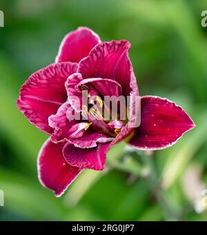 'Stellar Double Rose' Daylily, Daglilja (Hemerocallis) Foto Stock