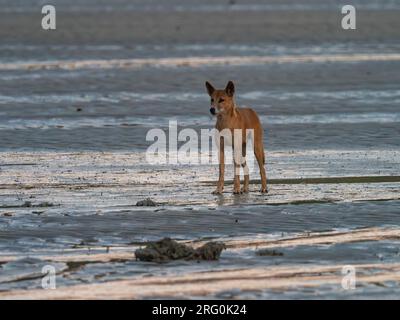 Un dingo selvaggio, Canis lupus dingo, curioso all'alba nel Kimberley dell'Australia Foto Stock
