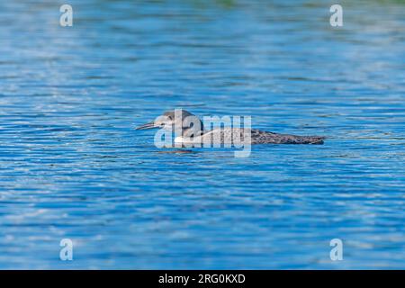 Nuoto a Loon immaturo in acqua sul lago Ogishkemuncie nelle acque di confine del Minnesota Foto Stock