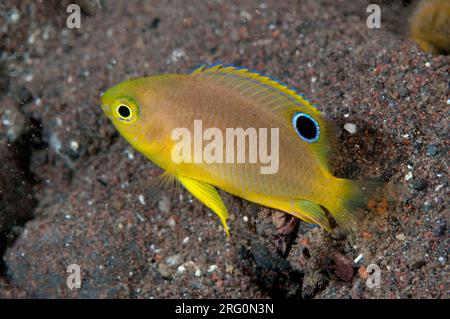 Ambon damselfish, Pomacentrus amboinensis, Scuba Seraya House Reef Site, Seraya, Bali, Indonesia Foto Stock