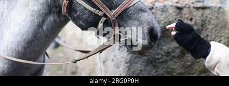 Cavallo e mano della donna vicino al naso del cavallo primo piano. Foto Stock