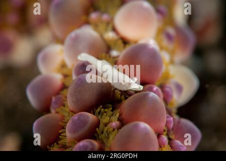 Gamberi arrotondati Sea Star, Zenopontonia noverca, su Warty Sea Star, Echinaster callosus, sito di immersione Nudi Falls, stretto di Lembeh, Sulawesi, Indonesia Foto Stock