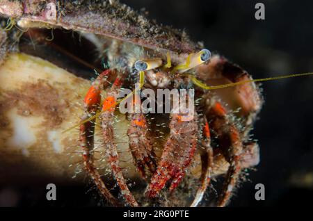 Dark Knee Hermit Crab, Dardanus lagopodes, in conchiglia, immersione notturna, sito di immersione TK1, stretto di Lembeh, Sulawesi, Indonesia Foto Stock