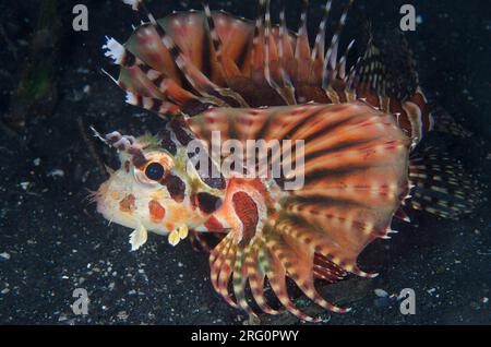 Zebra Lionfish, Dendrochirus zebra, sulla sabbia nera, immersioni notturne, sito di immersione TK1, stretto di Lembeh, Sulawesi, Indonesia Foto Stock