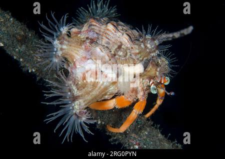 Granchio eremita Anemone, Dardanus pedunculatus, con anemoni marini, Calliactis polypus, su conchiglia per mimetizzazione e protezione, immersione notturna, sito di immersione TK1, Foto Stock