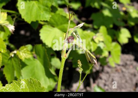 Insetto italiano a strisce sul ramo d'uva da vicino Foto Stock