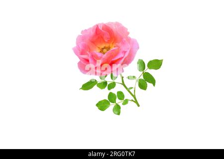 Fiore di rosa arancione e ramo di foglie isolato su bianco Foto Stock