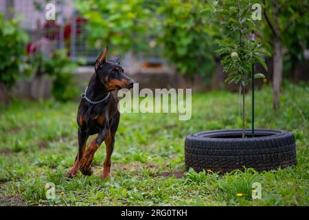 Cucciolo Doberman di 6 mesi, gioca e corre per il cortile, ama le calde giornate estive, di razza europea. Foto Stock