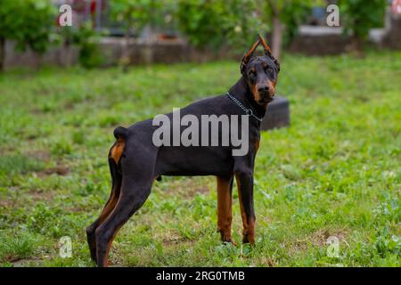 Cucciolo Doberman di 6 mesi, gioca e corre per il cortile, ama le calde giornate estive, di razza europea. Foto Stock