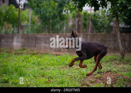 Cucciolo Doberman di 6 mesi, gioca e corre per il cortile, ama le calde giornate estive, di razza europea. Foto Stock