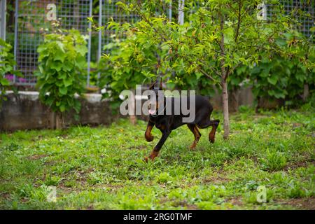 Cucciolo Doberman di 6 mesi, gioca e corre per il cortile, ama le calde giornate estive, di razza europea. Foto Stock