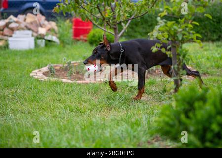 Cucciolo Doberman di 6 mesi, gioca e corre per il cortile, ama le calde giornate estive, di razza europea. Bel cane. Foto Stock