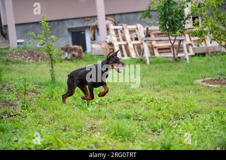 Cucciolo Doberman di 6 mesi, gioca e corre per il cortile, ama le calde giornate estive, di razza europea. Foto Stock