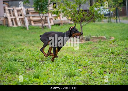 Cucciolo Doberman di 6 mesi, gioca e corre per il cortile, ama le calde giornate estive, di razza europea. Foto Stock