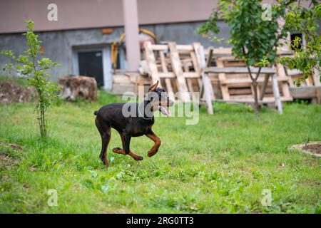 Cucciolo Doberman di 6 mesi, gioca e corre per il cortile, ama le calde giornate estive, di razza europea. Foto Stock