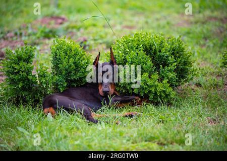 Dopo esercizi faticosi, cucciolo di doberman di sei mesi, riposato in un cespuglio verde Foto Stock