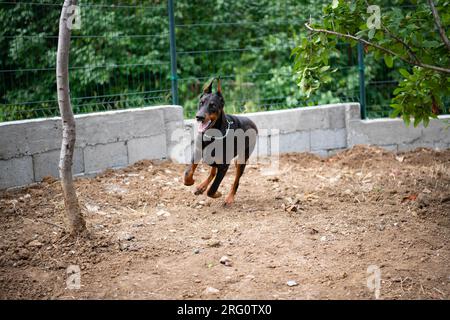 Cucciolo Doberman di 6 mesi, gioca e corre per il cortile, ama le calde giornate estive, di razza europea. Foto Stock