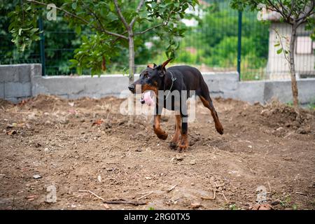 Cucciolo Doberman di 6 mesi, gioca e corre per il cortile, ama le calde giornate estive, di razza europea. Foto Stock