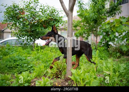 Cucciolo Doberman di 6 mesi, gioca e corre per il cortile, ama le calde giornate estive, di razza europea. Foto Stock