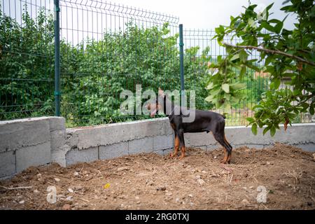 Cucciolo Doberman di 6 mesi, gioca e corre per il cortile, ama le calde giornate estive, di razza europea. Foto Stock